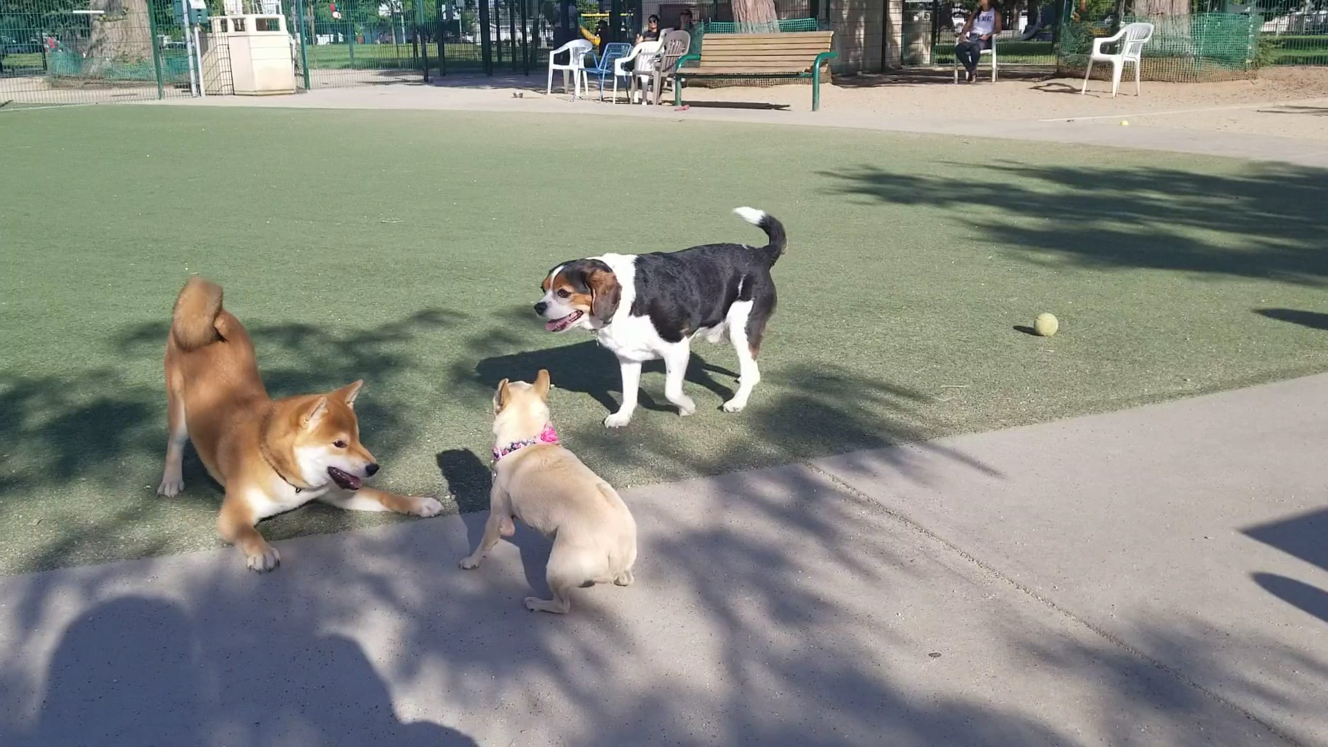 Butcher Dog Park - San Jose, CA