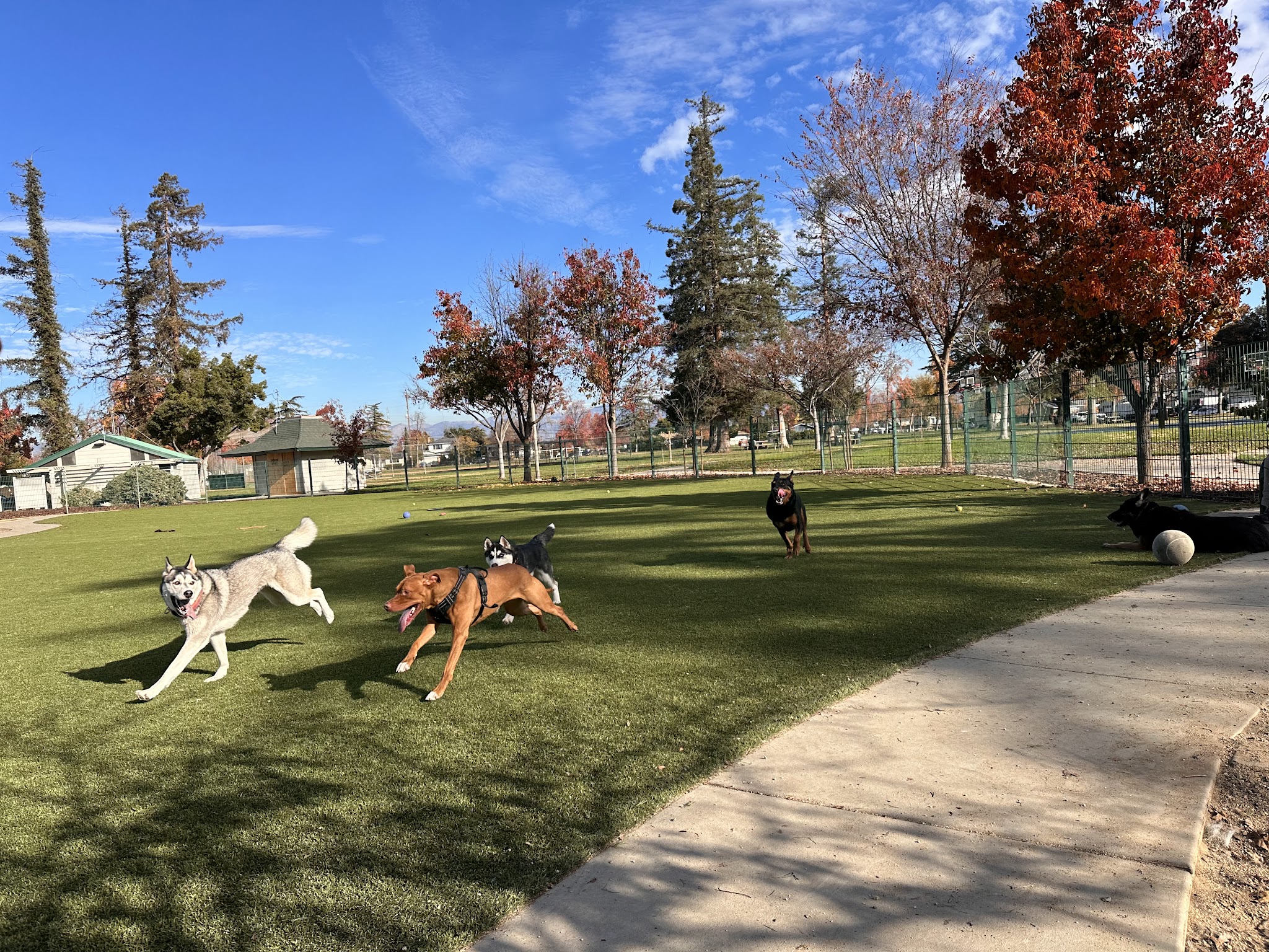 Butcher Dog Park - San Jose, CA