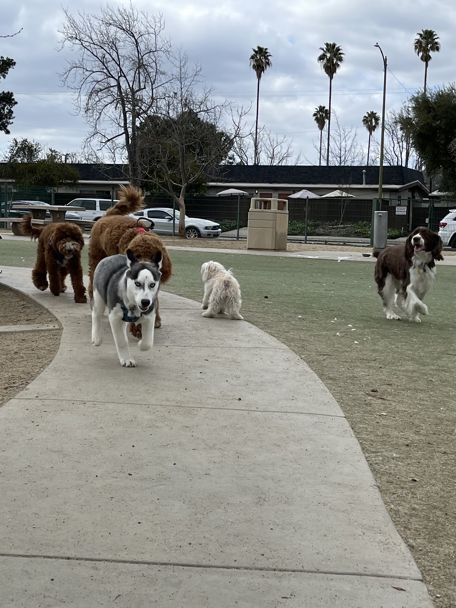 Butcher Dog Park - San Jose, CA