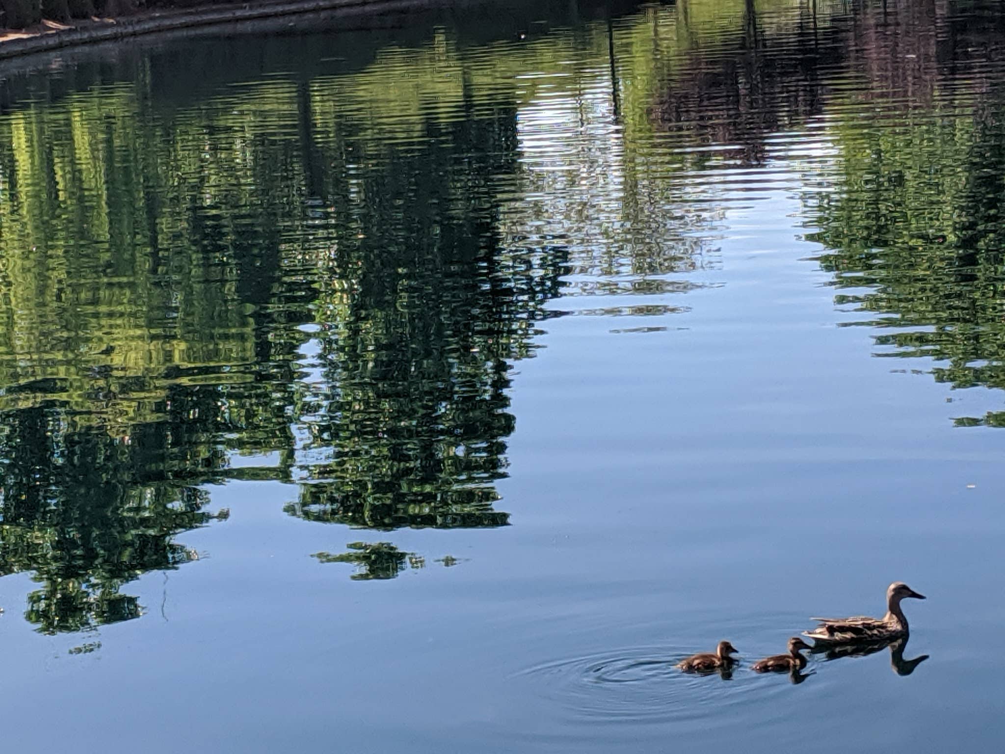 Casabella Park - San Jose, CA