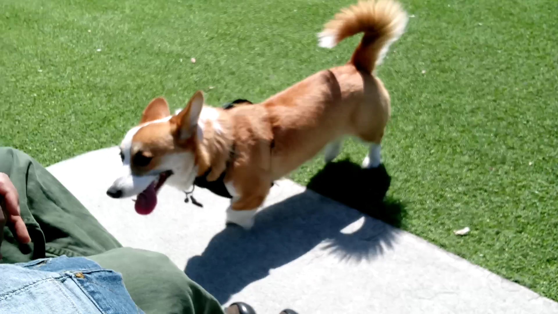 Del Monte Park - San Jose, CA