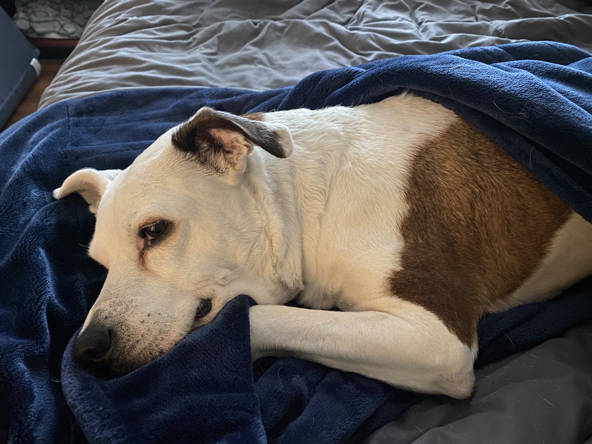 Dogtopia of San Jose - San Jose, CA