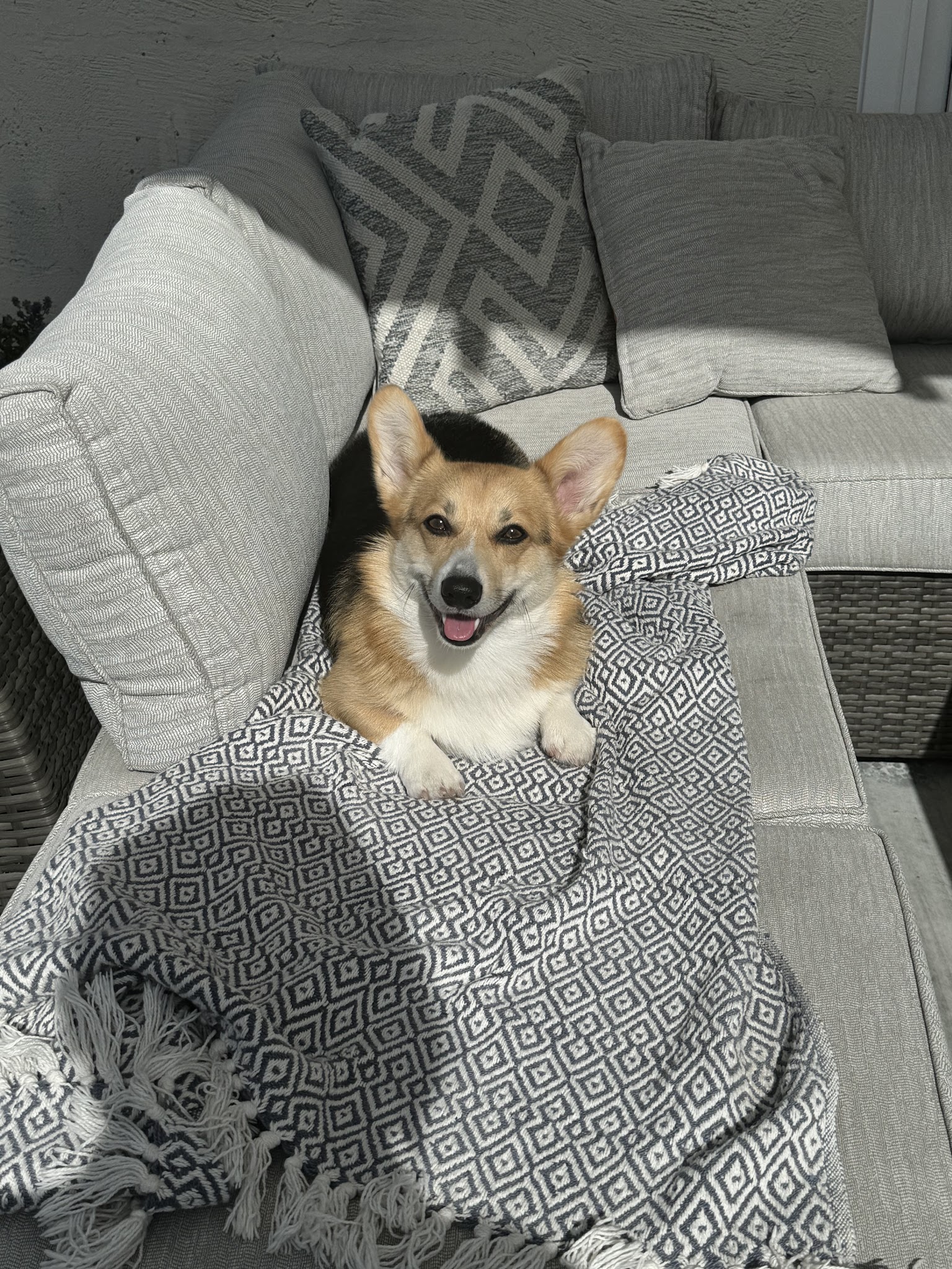 Dogtopia of San Jose - San Jose, CA