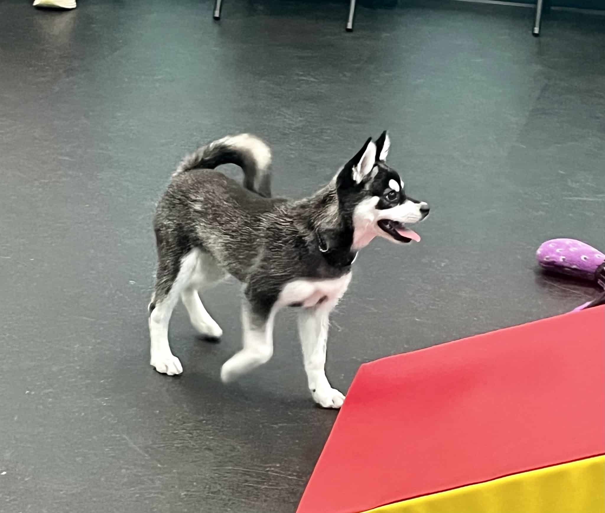 Dogtopia of San Jose - San Jose, CA