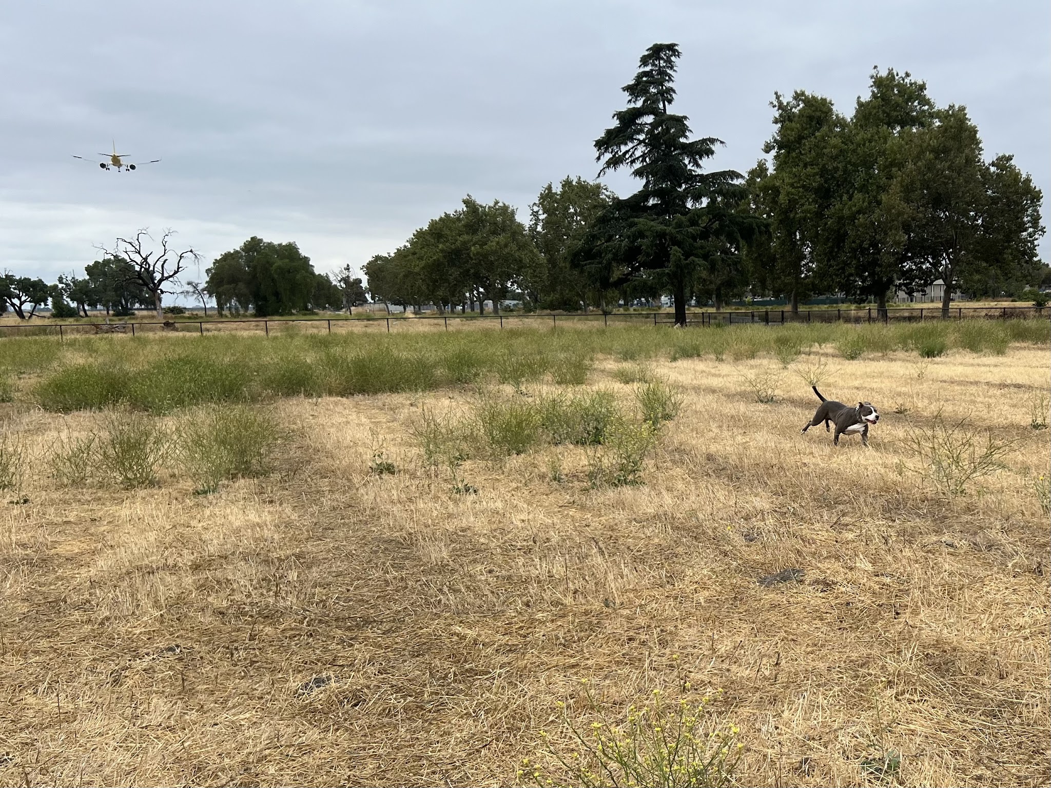 Guadalupe Dog Park - San Jose, CA