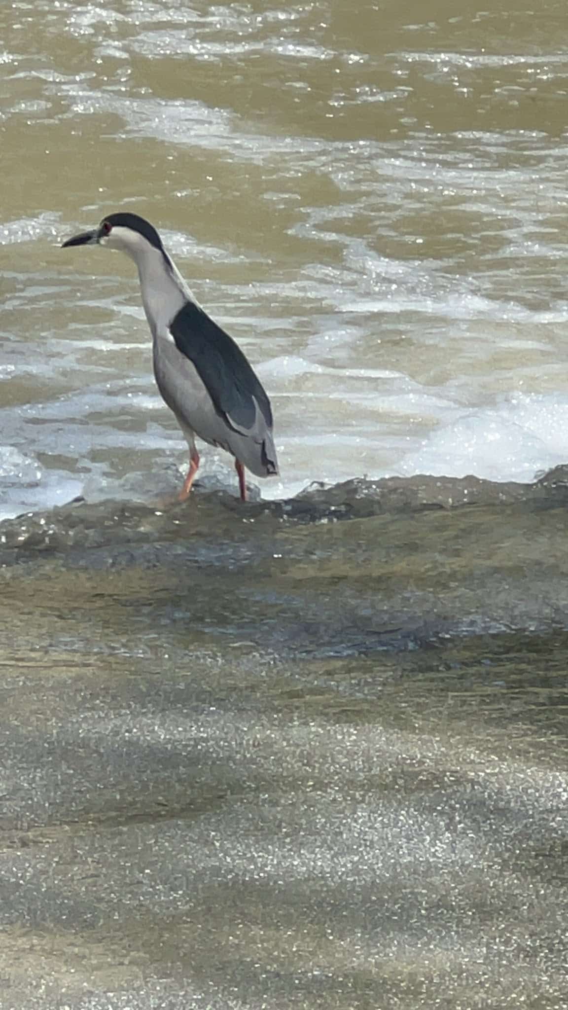 Hellyer County Park - San Jose, CA