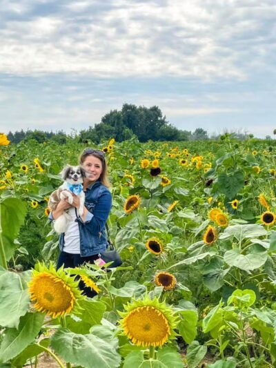 Sunflowers of Sanborn - Sanborn, NY