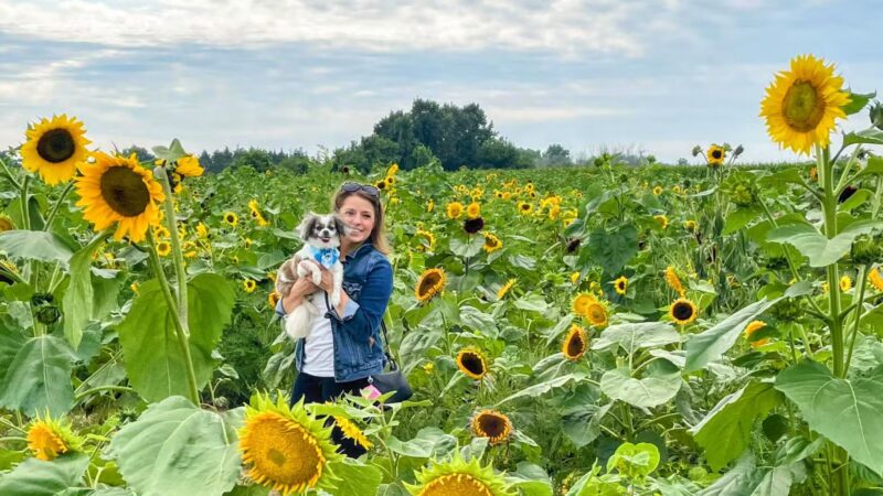 Sunflowers of Sanborn - Sanborn, NY