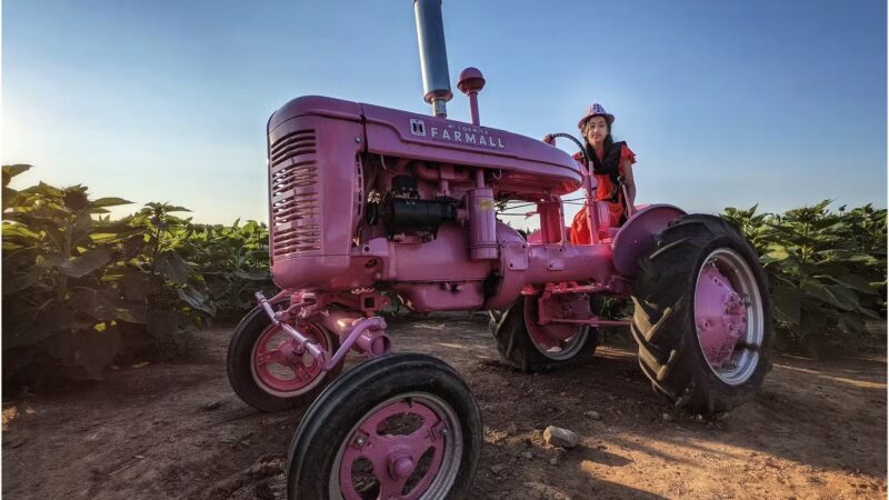 Sunflowers of Sanborn - Sanborn, NY