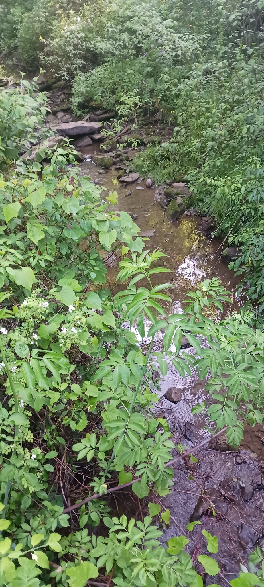 Goddard State Park Secret Local Boat Launch and Trail Access - Sandy Lake, PA