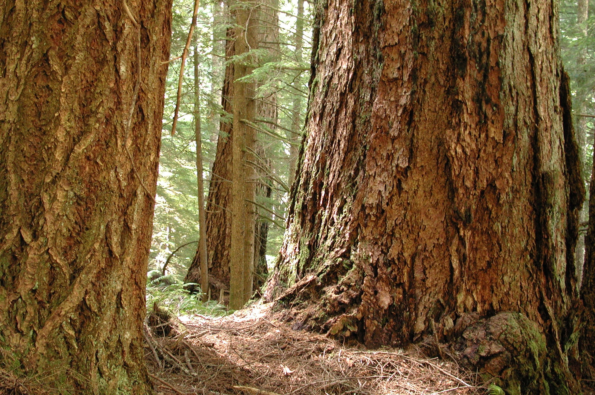 Eagle Creek Trailhead (Clackamas County) - Sandy, OR