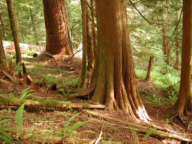 Eagle Creek Trailhead (Clackamas County) - Sandy, OR