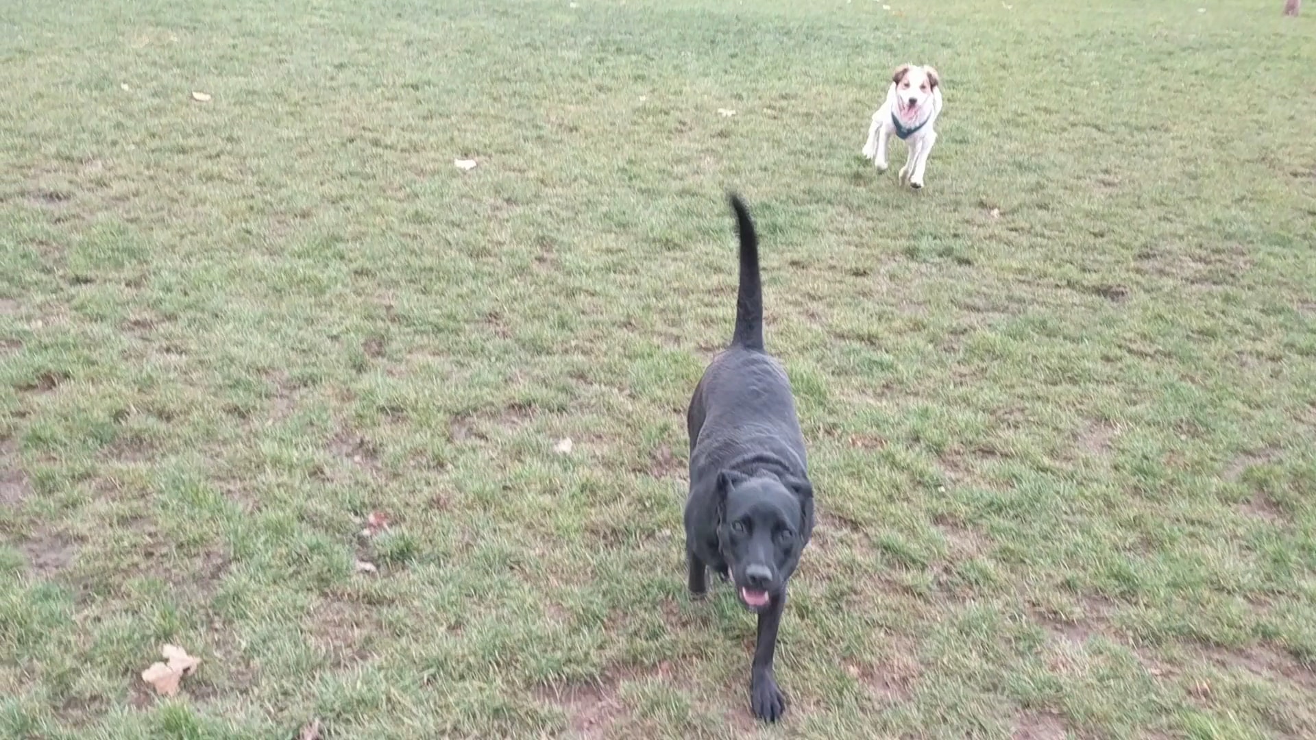 Sandy Bluff Park and Dog Park - Sandy, OR