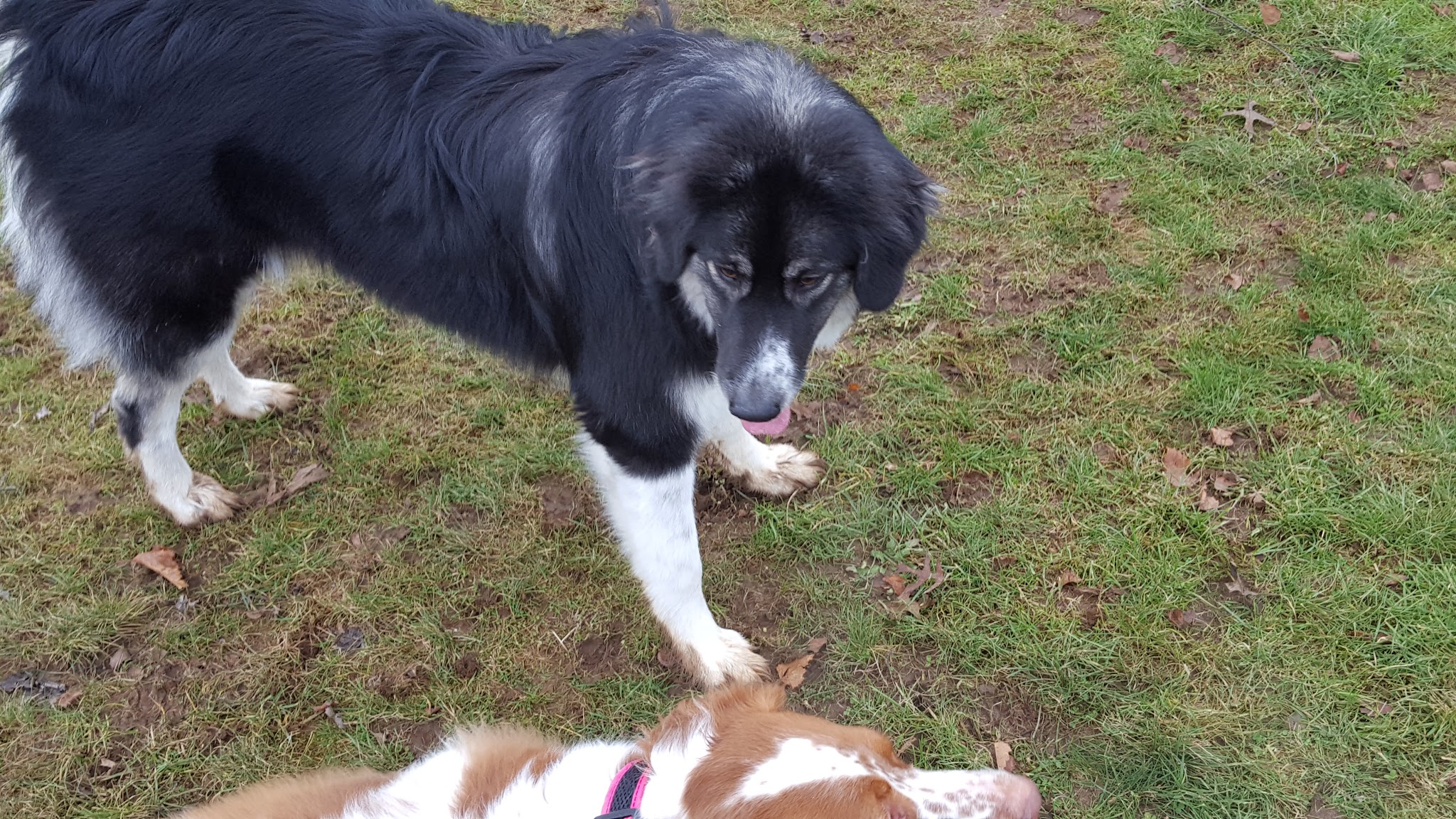 Sandy Dog Park - Sandy, OR