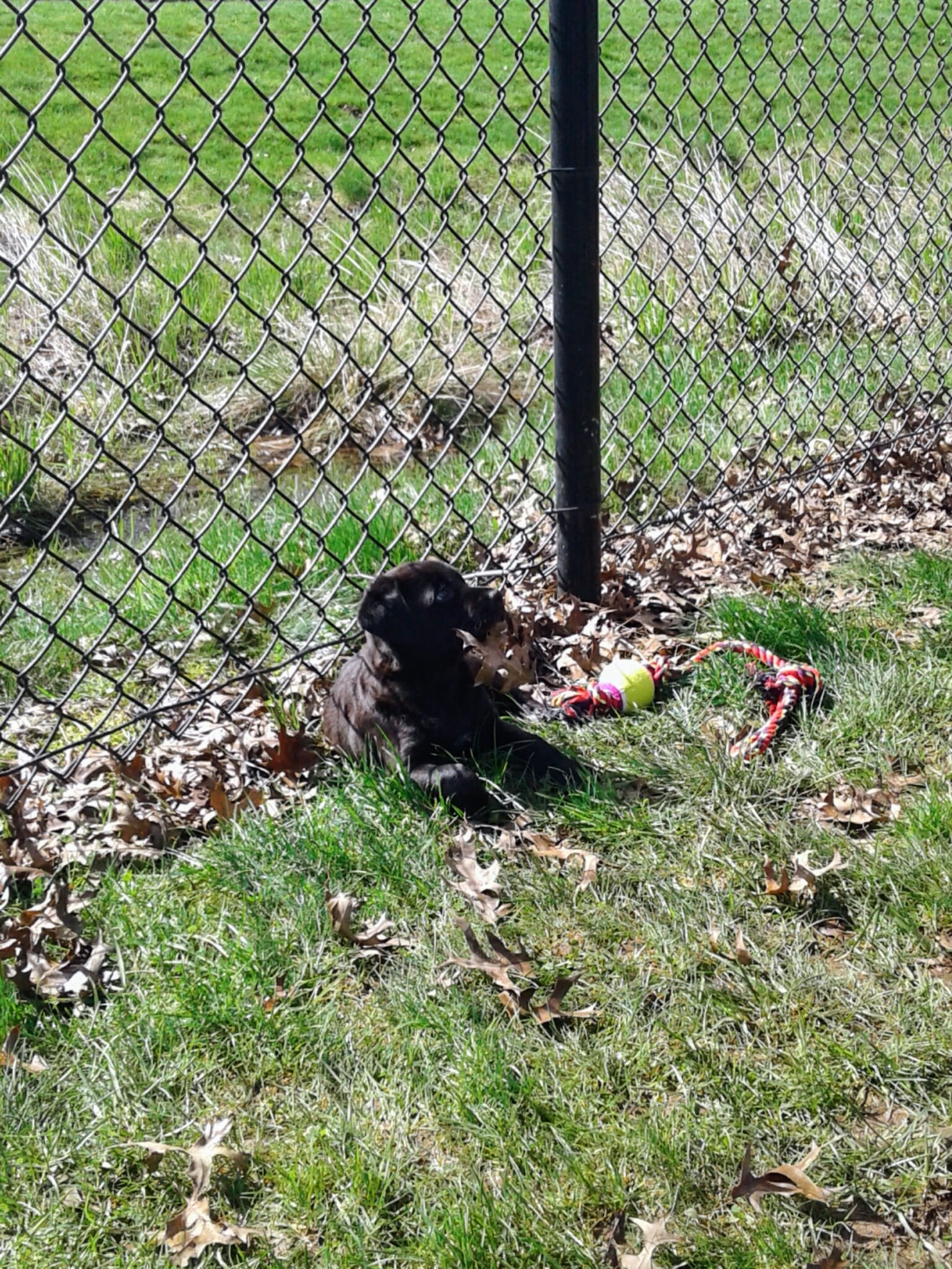 Sandy Dog Park - Sandy, OR