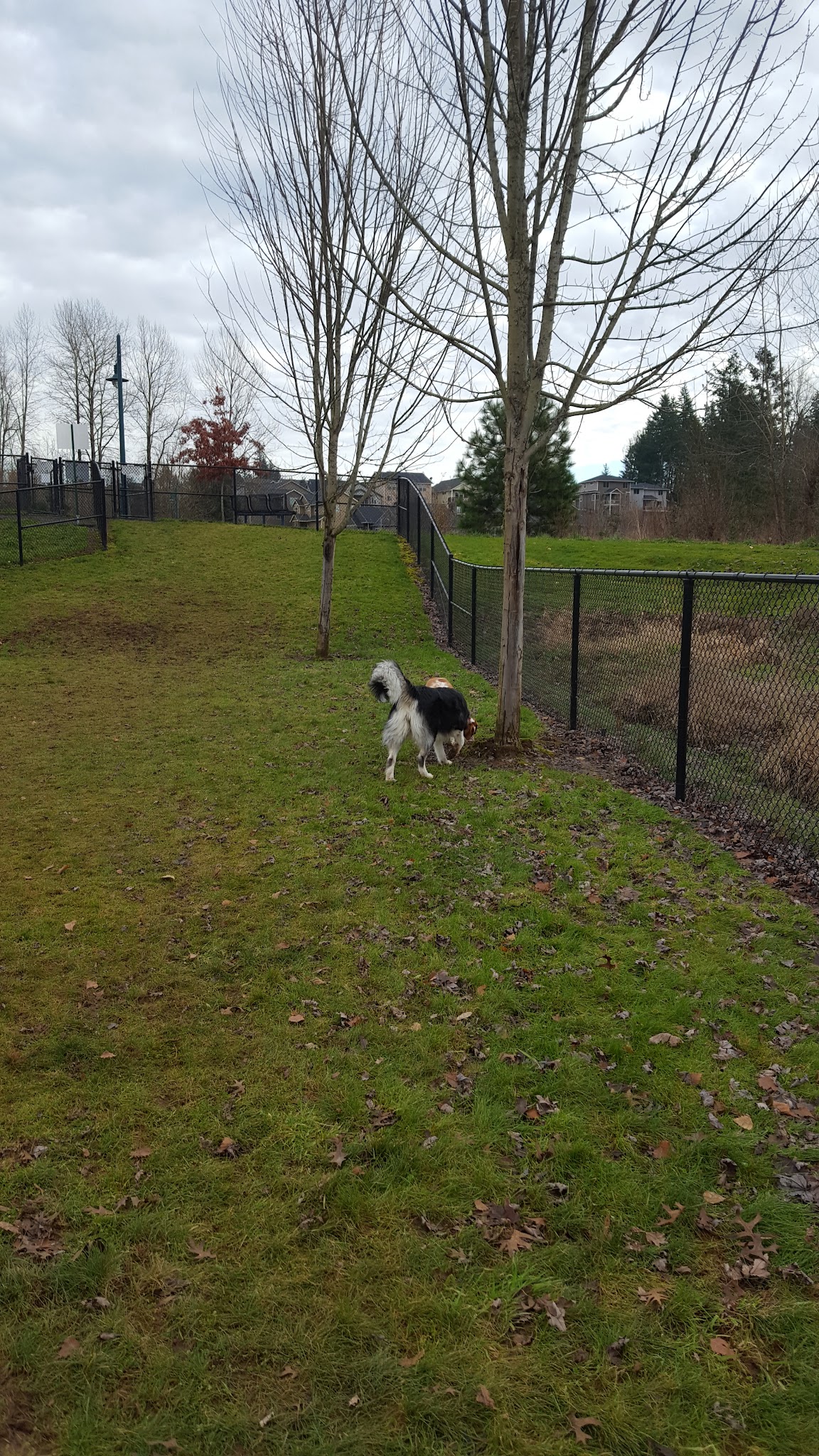 Sandy Dog Park - Sandy, OR