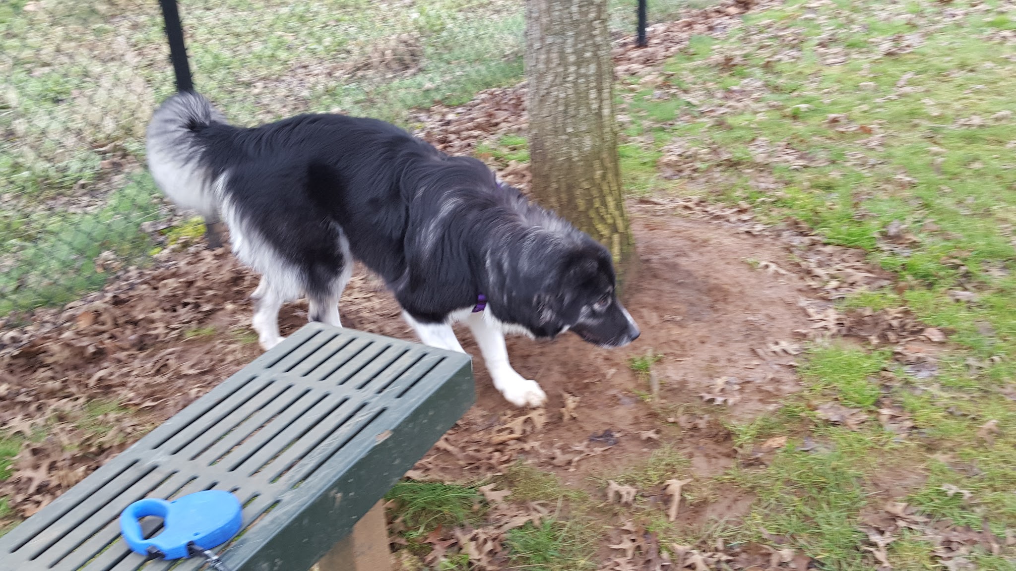 Sandy Dog Park - Sandy, OR