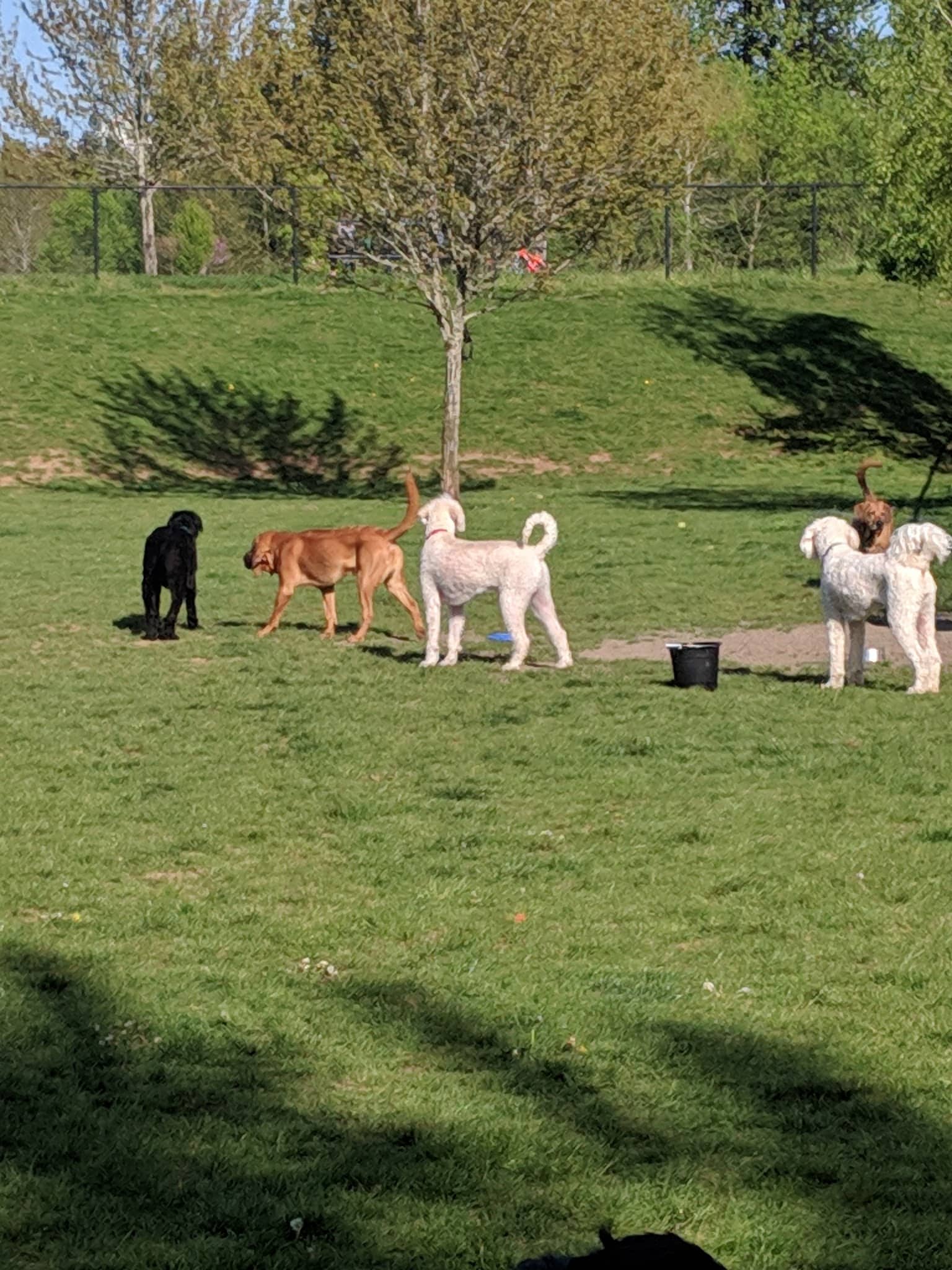 Sandy Dog Park - Sandy, OR