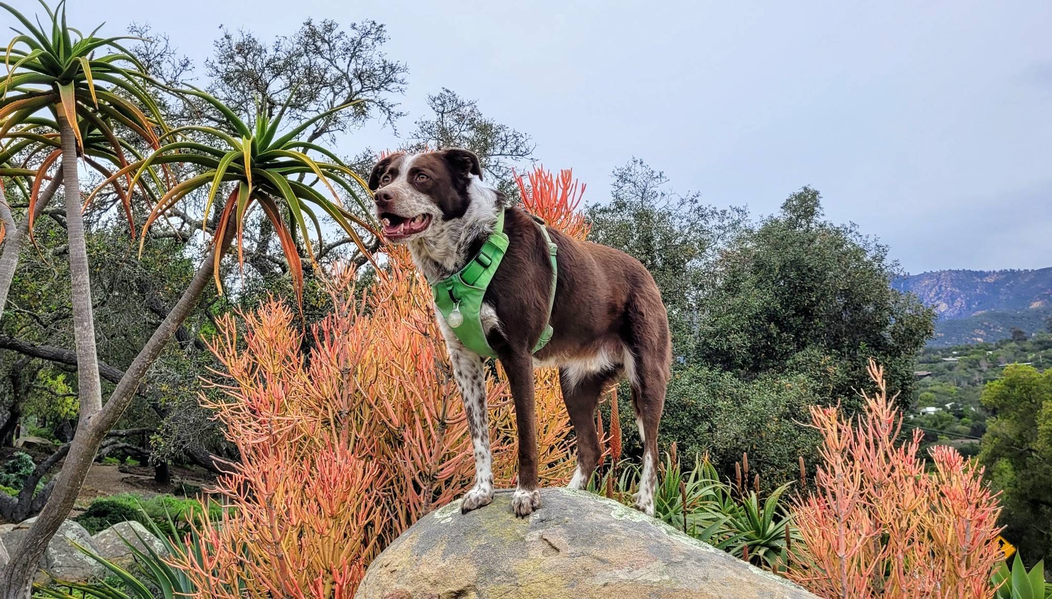 Sheffield Reservoir - Santa Barbara, CA