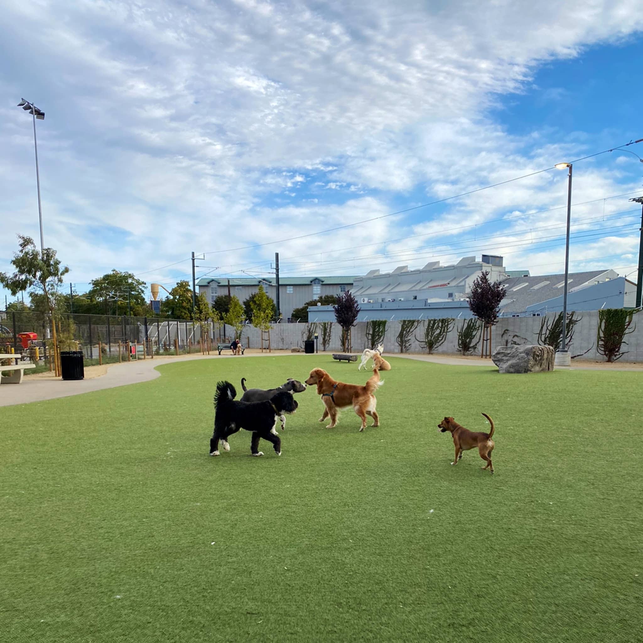 Reed Street Dog Park - Santa Clara, CA
