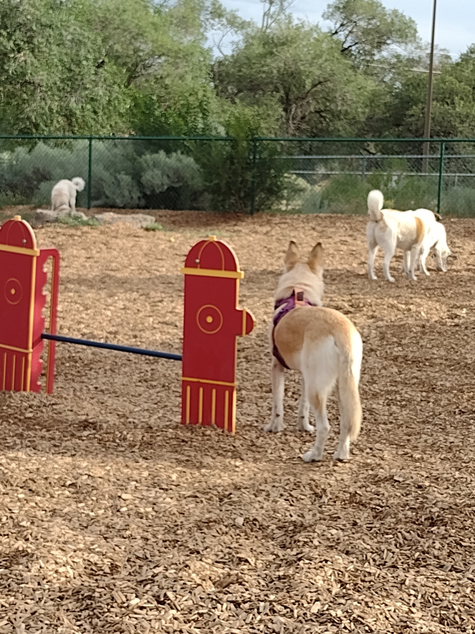 Fort Marcy Dog Park - Santa Fe, NM