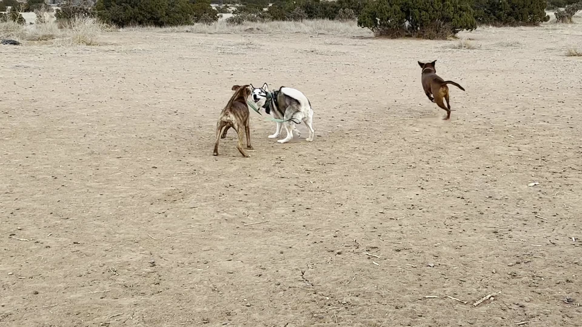 Santa Fe Animal Shelter Dog Park - Santa Fe, NM