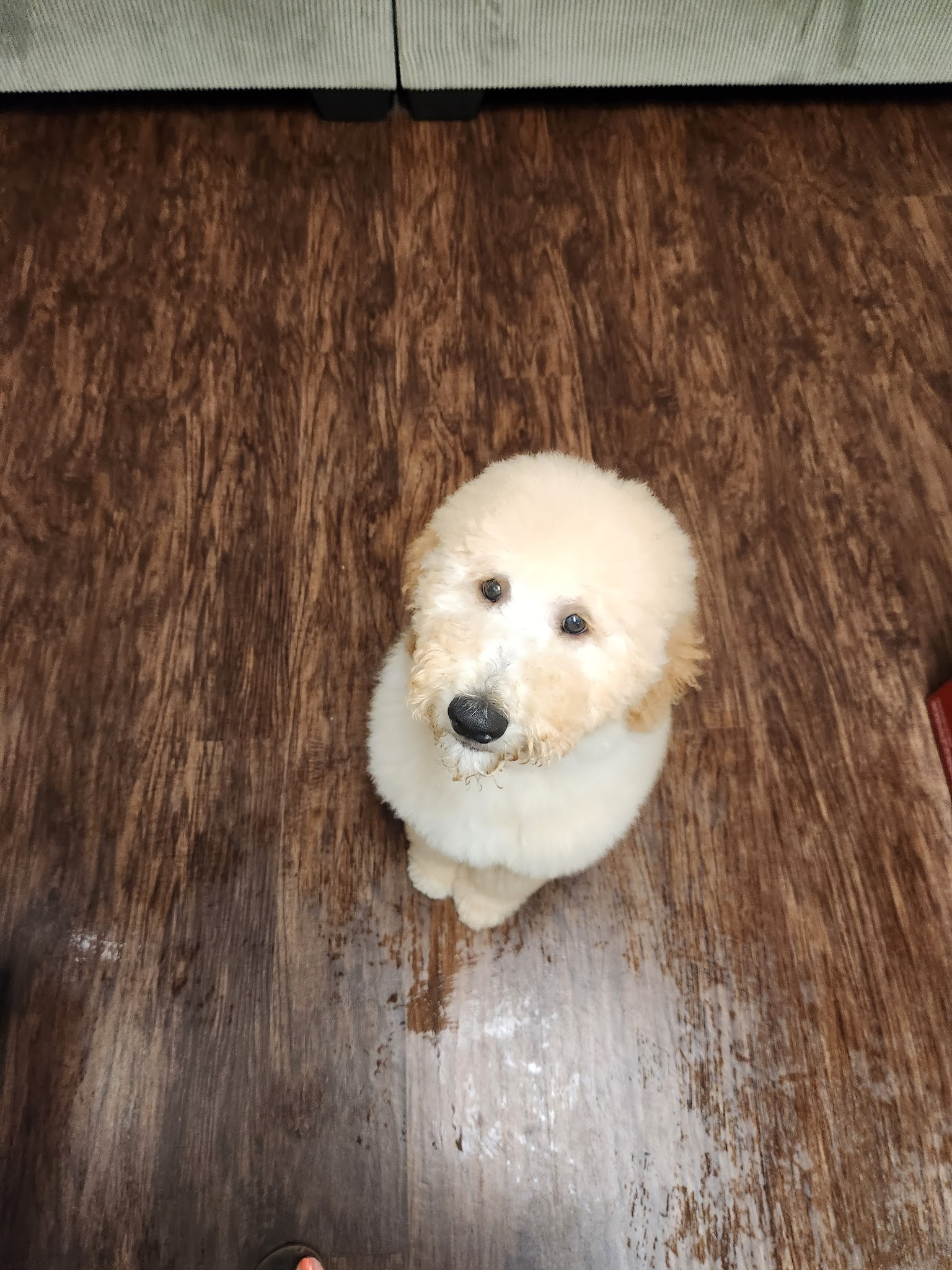 The Canine Country Club - Santee, SC