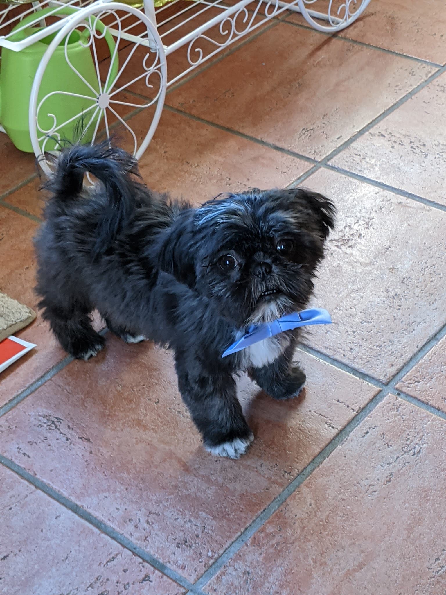 The Canine Country Club - Santee, SC