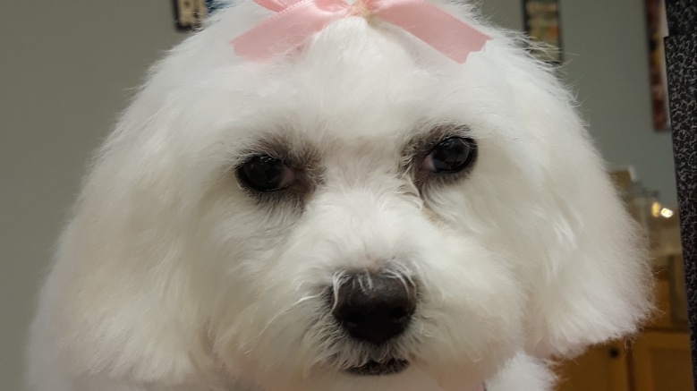 The Canine Country Club - Santee, SC