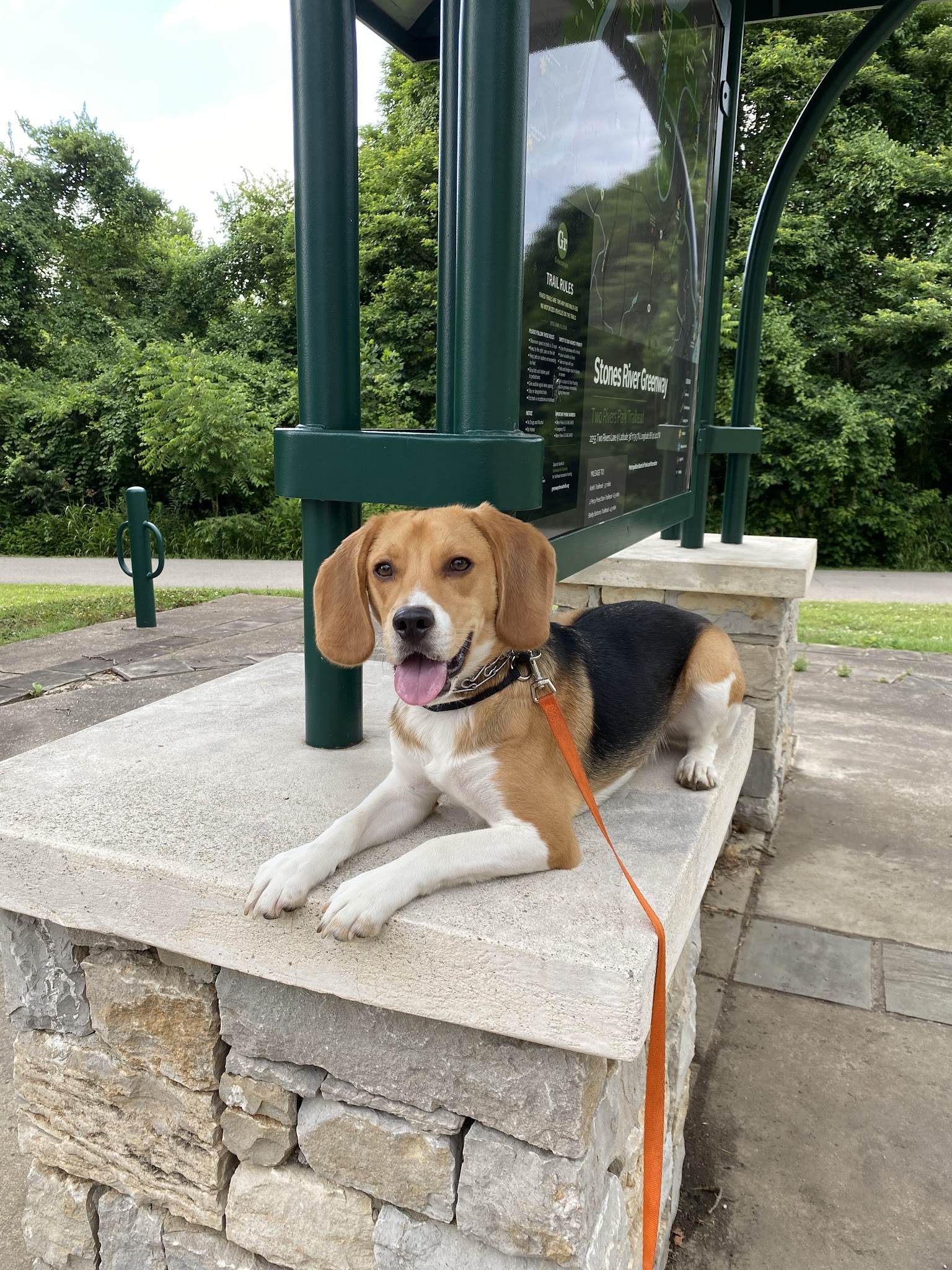 Say It Once Dog Training - Nashville - ,