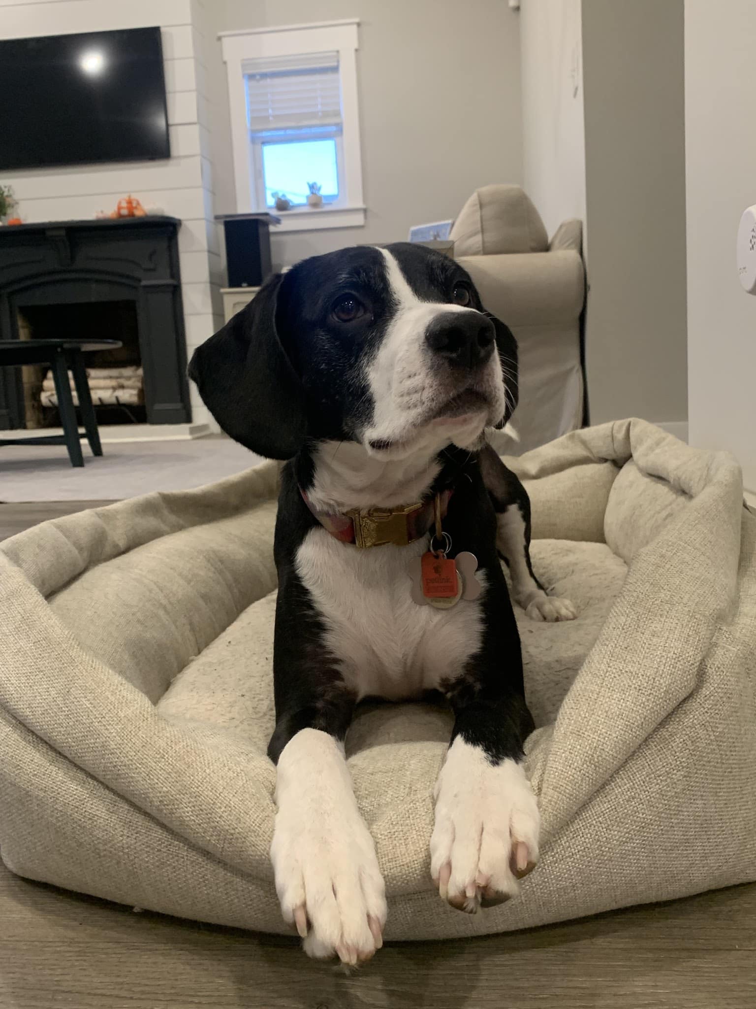 Say It Once Dog Training - Nashville - ,