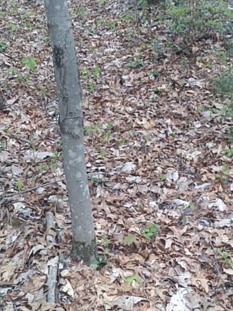 West End Regional Park - Saylorsburg, PA