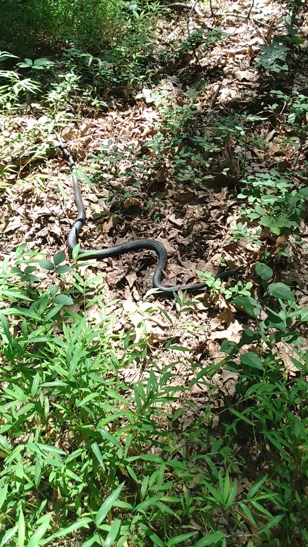 Julian L. Capik Nature Preserve - Sayreville, NJ