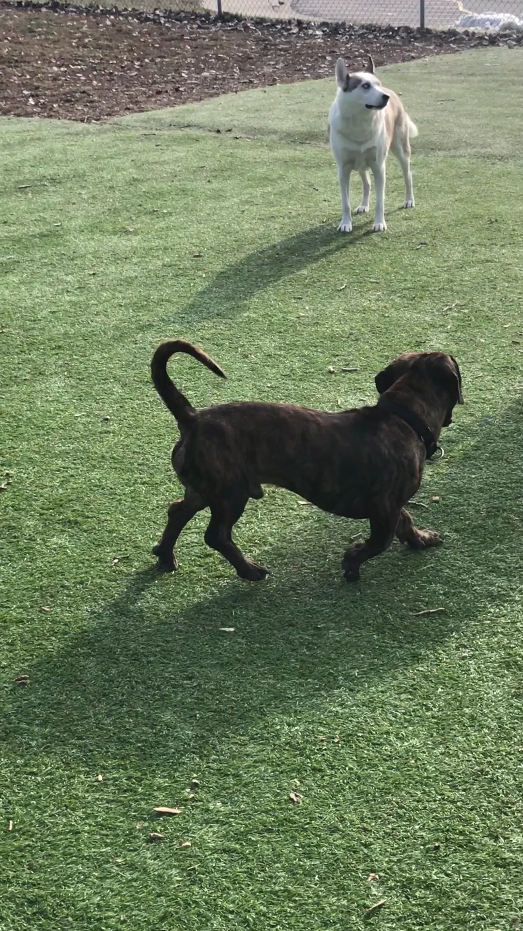 Schiller Park "Bark" Park - Schiller Park, IL