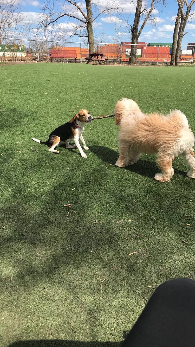 Schiller Park "Bark" Park - Schiller Park, IL