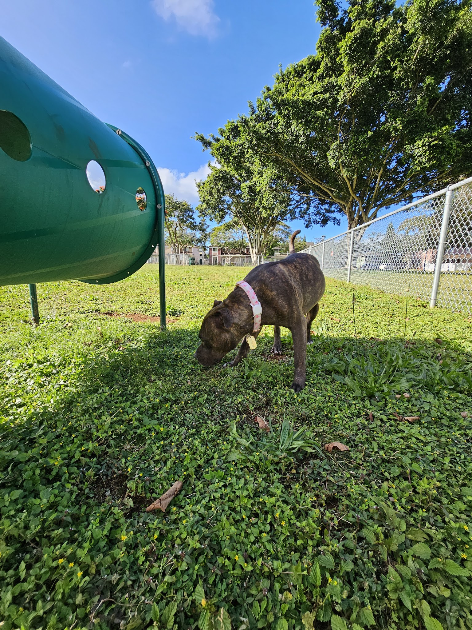 Schofield Barracks Dog Park - Schofield Barracks, HI