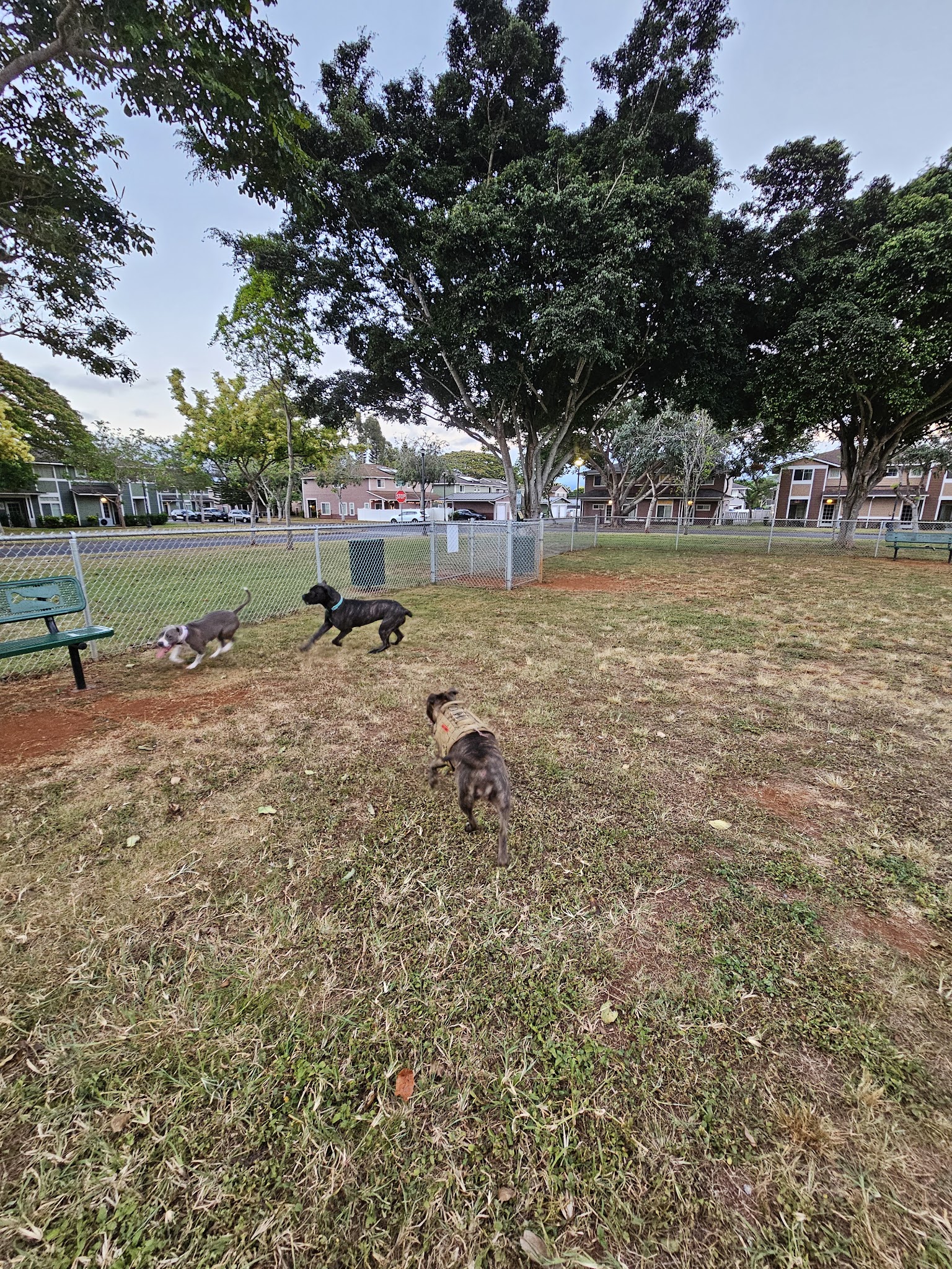 Schofield Barracks Dog Park - Schofield Barracks, HI