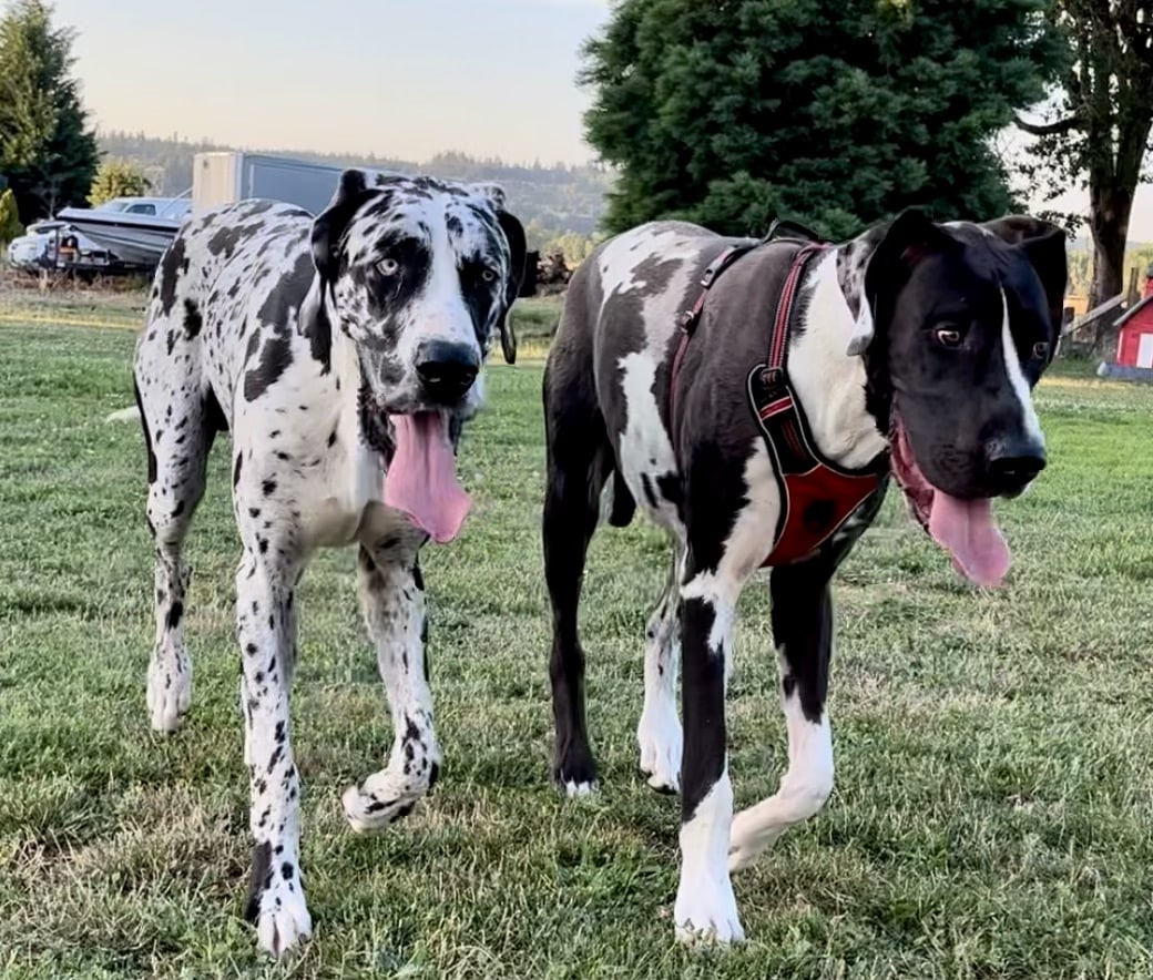 RidgeStables LLC Doggie daycare and pet boarding - Scio, OR