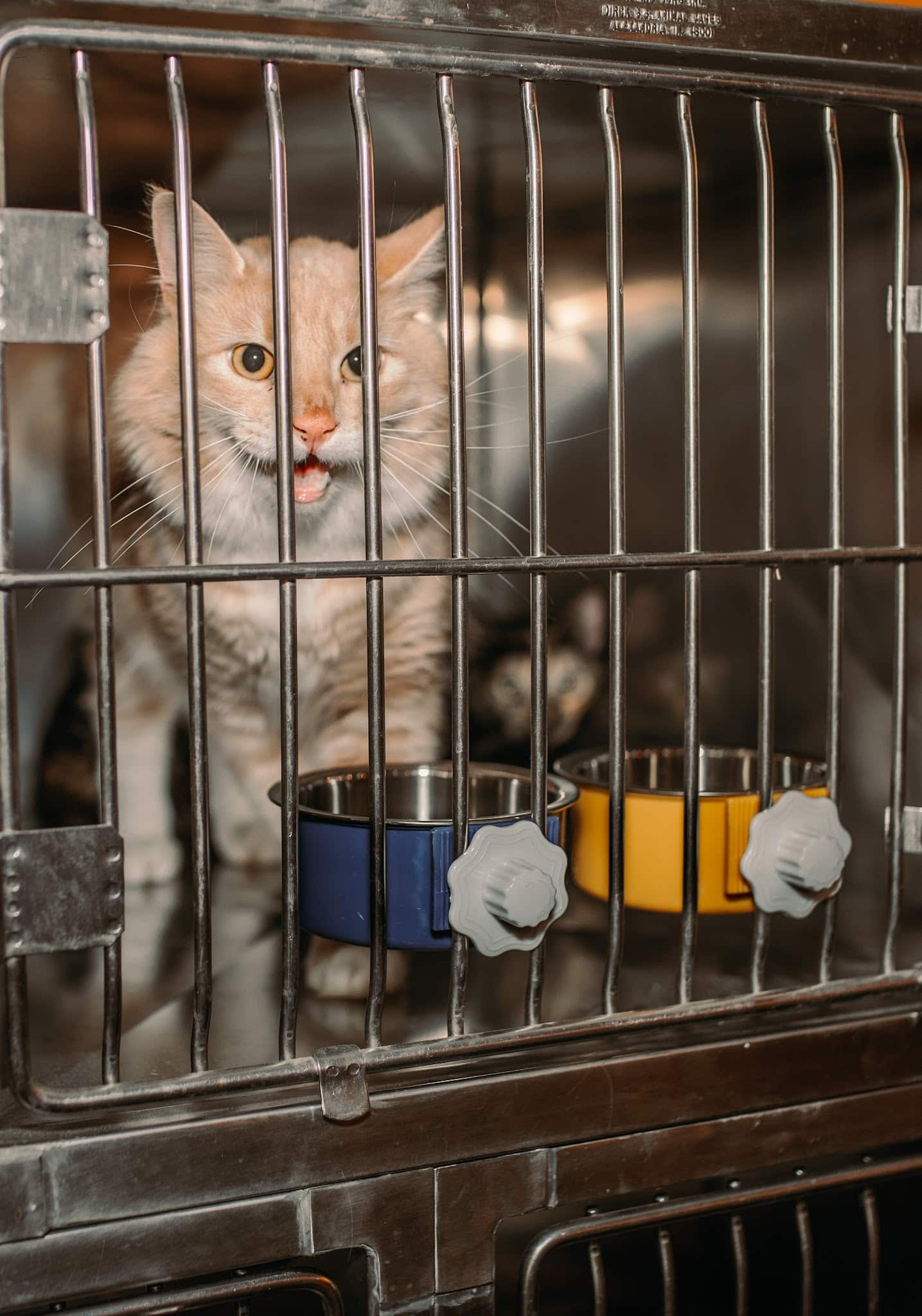 RidgeStables LLC Doggie daycare and pet boarding - Scio, OR