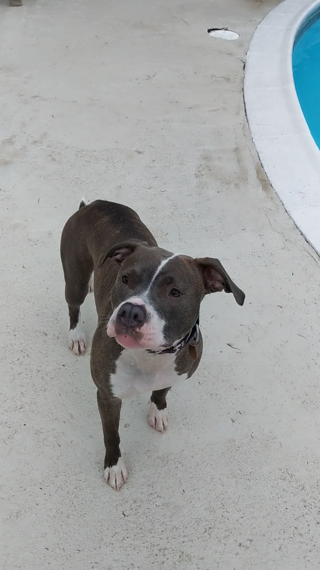 Good Dog! Vacations at Big Valley Resort - Sciota, PA