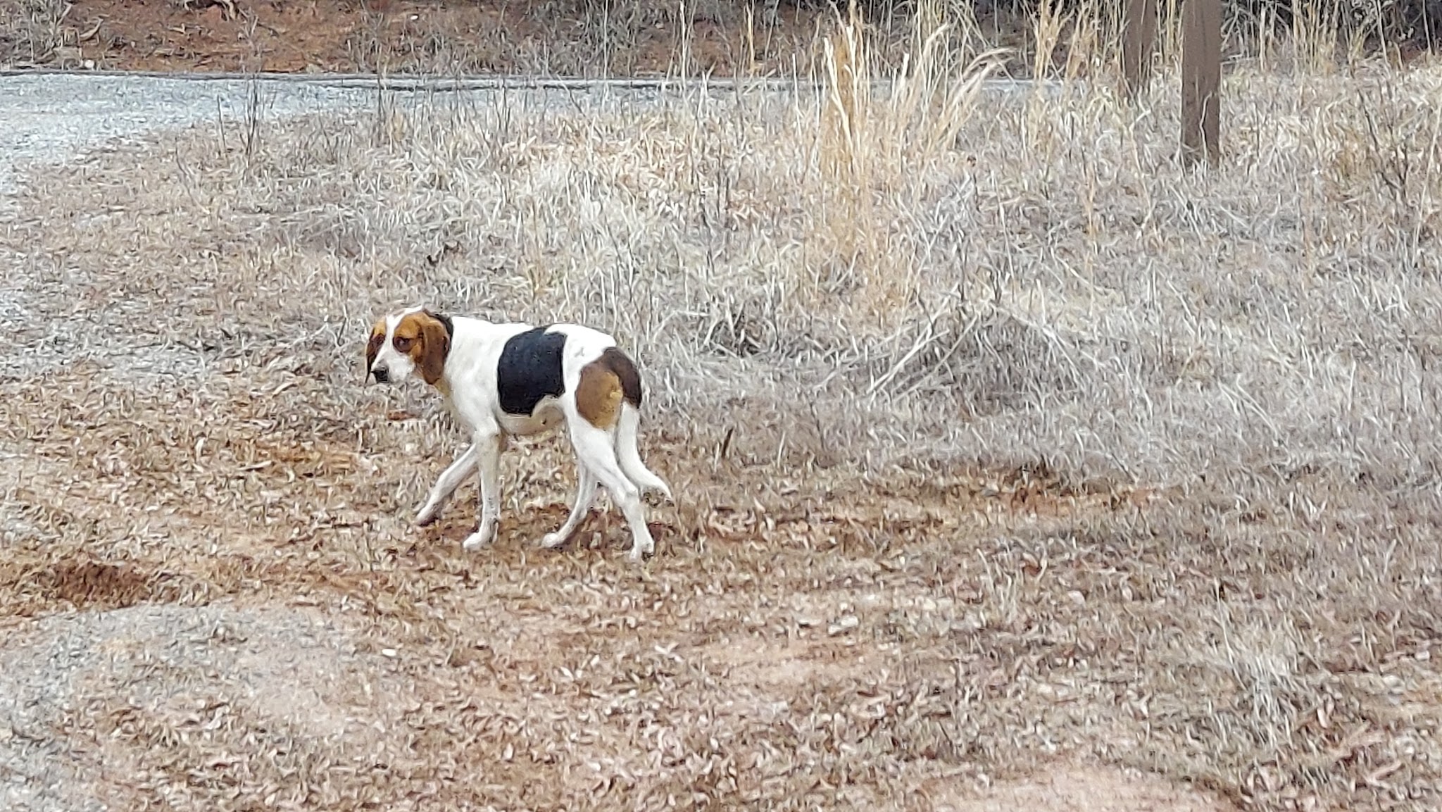 Banister River North Wildlife Management Area - Scottsburg, VA