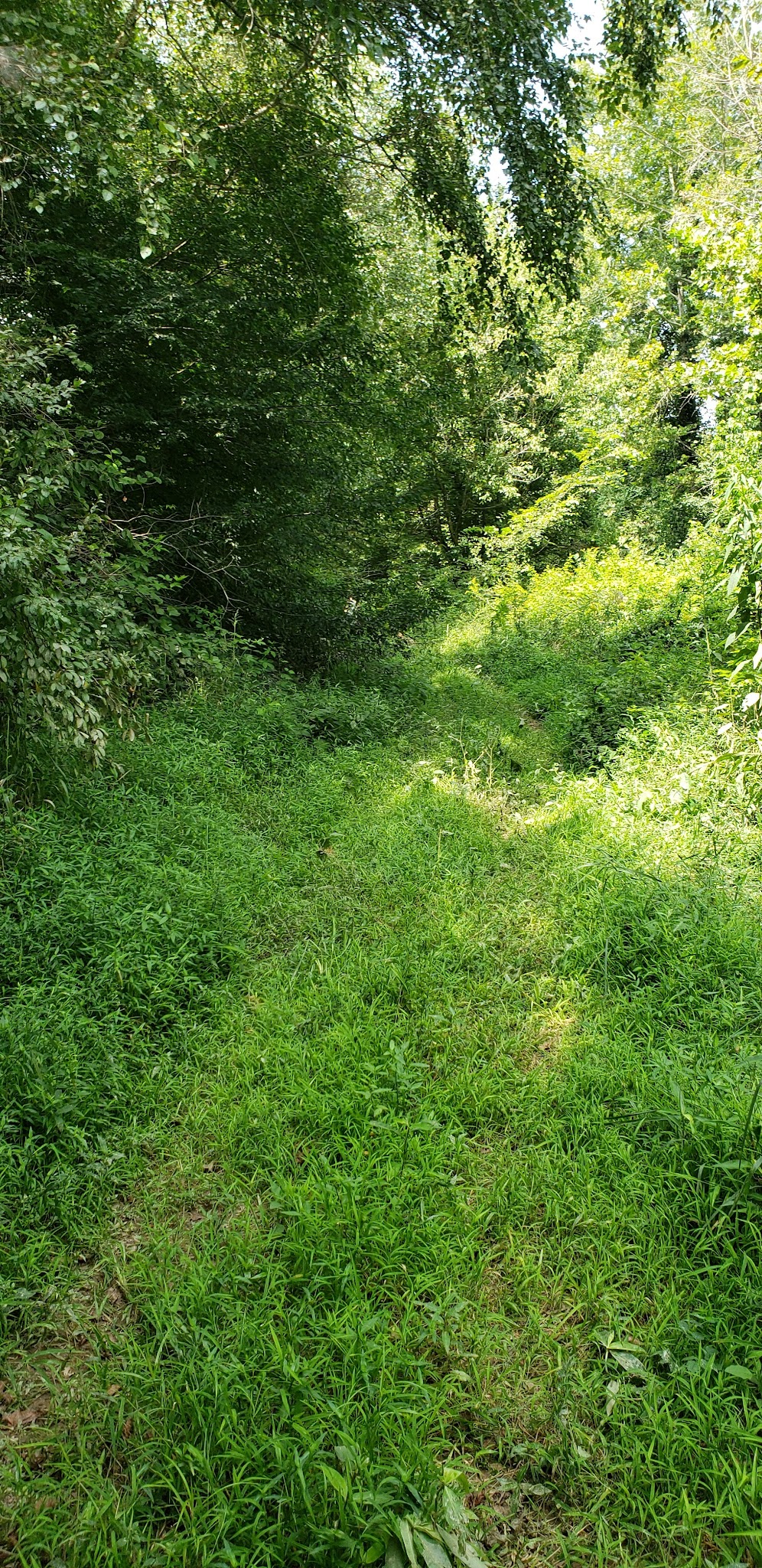 Banister River North Wildlife Management Area - Scottsburg, VA