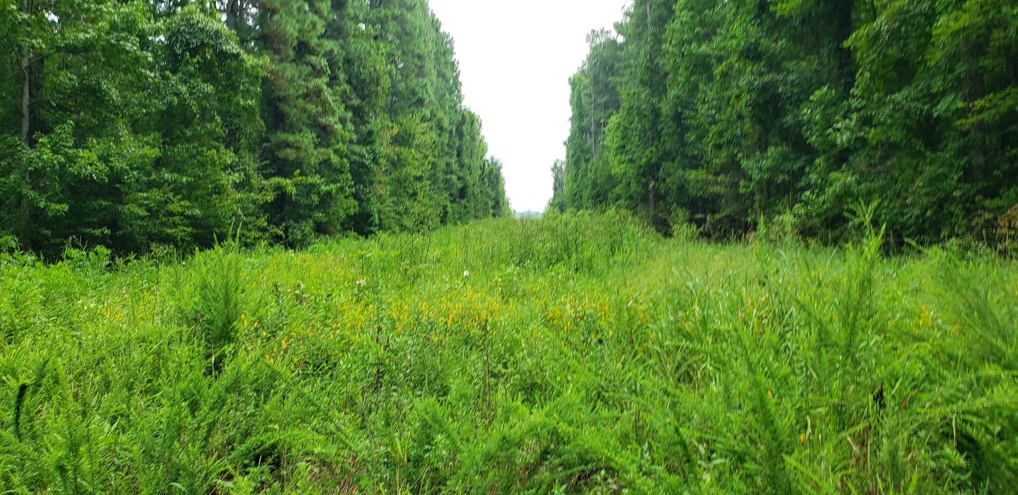 Banister River North Wildlife Management Area - Scottsburg, VA