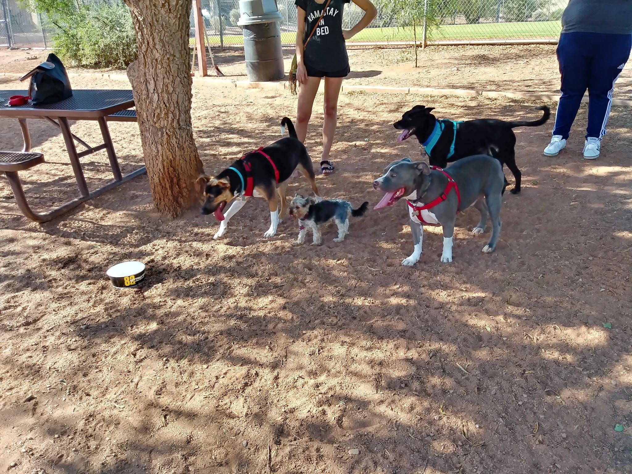 Horizon Dog Park - Scottsdale, AZ