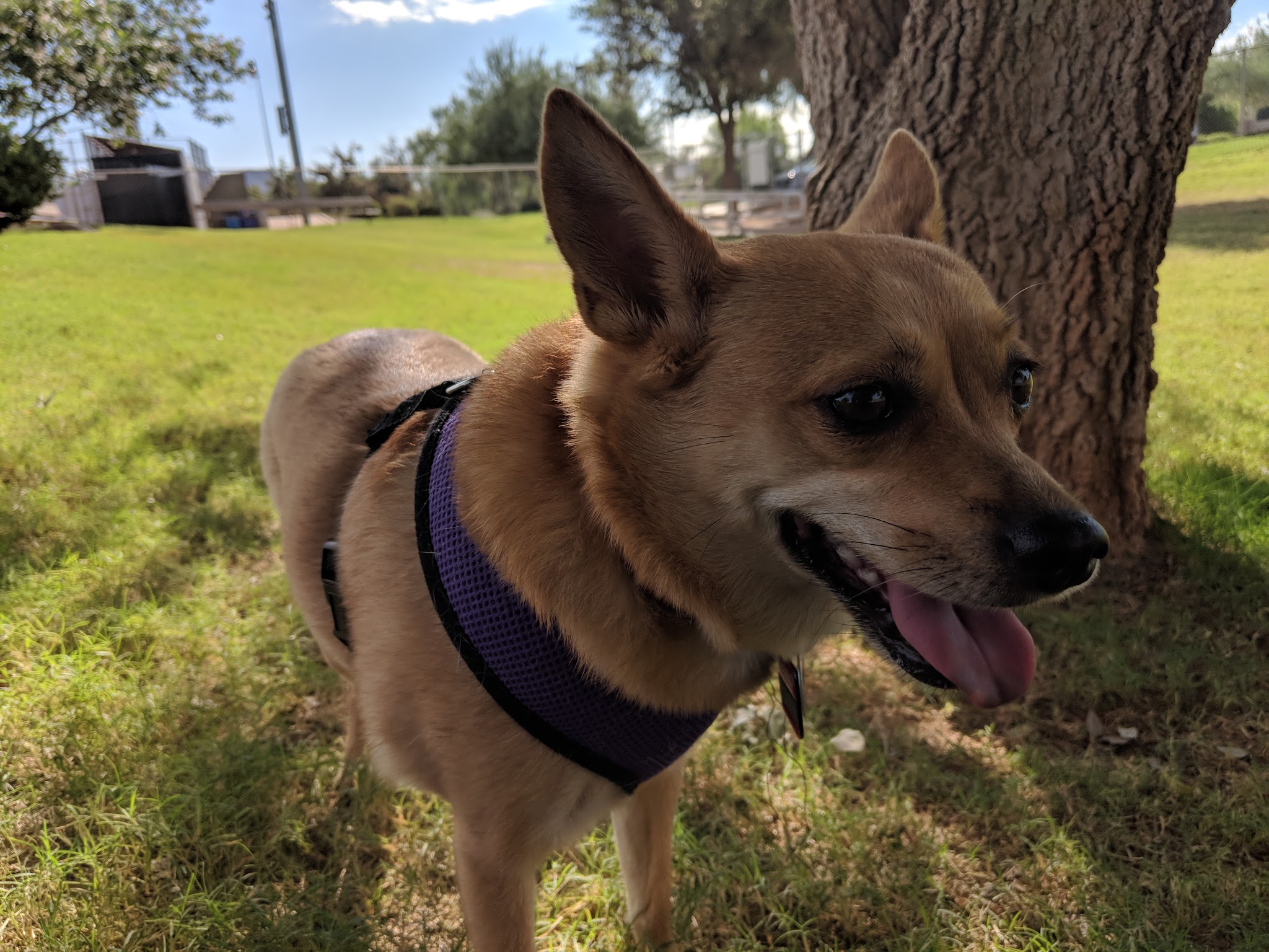 Horizon Dog Park - Scottsdale, AZ