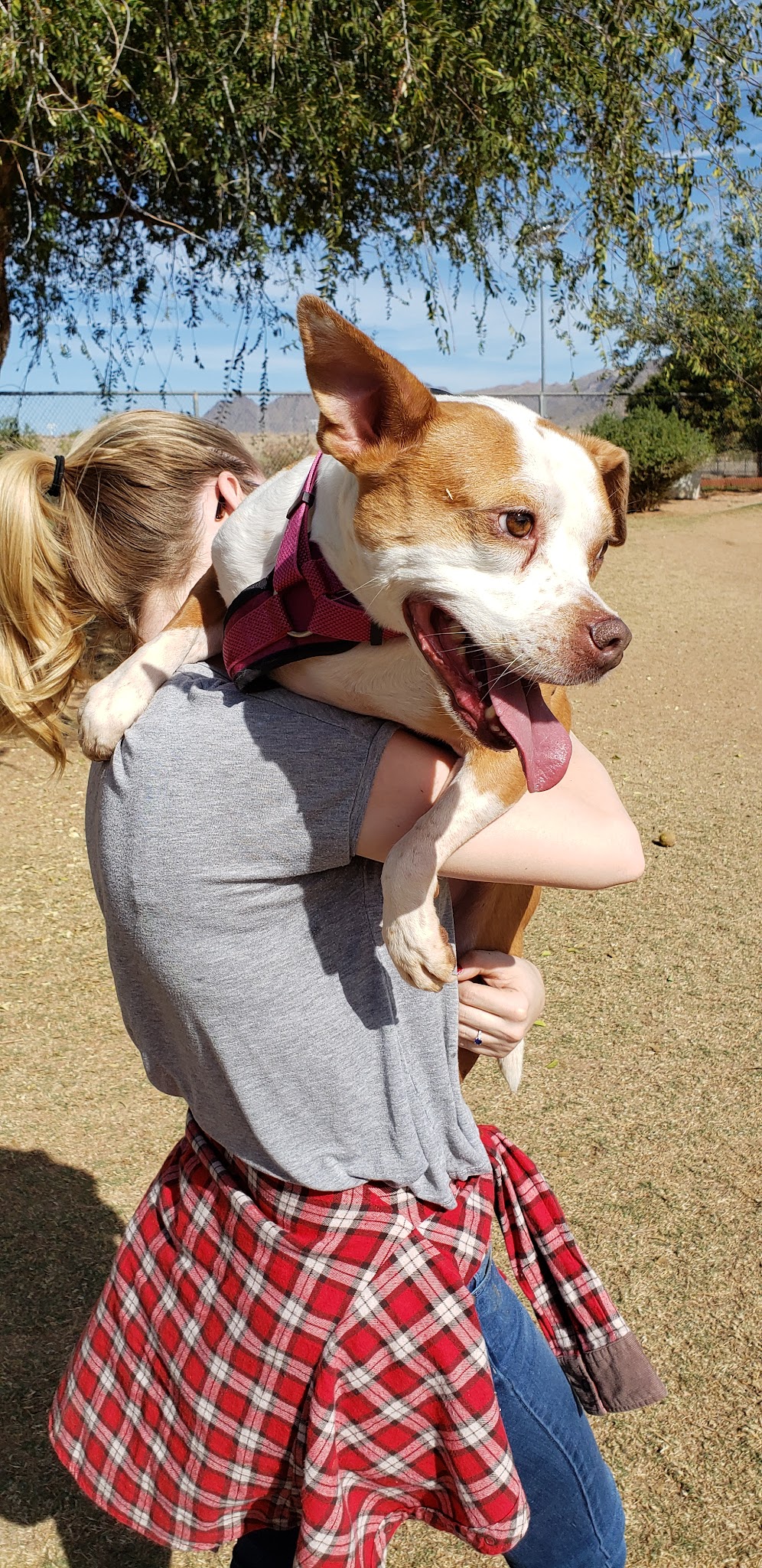 Horizon Dog Park - Scottsdale, AZ