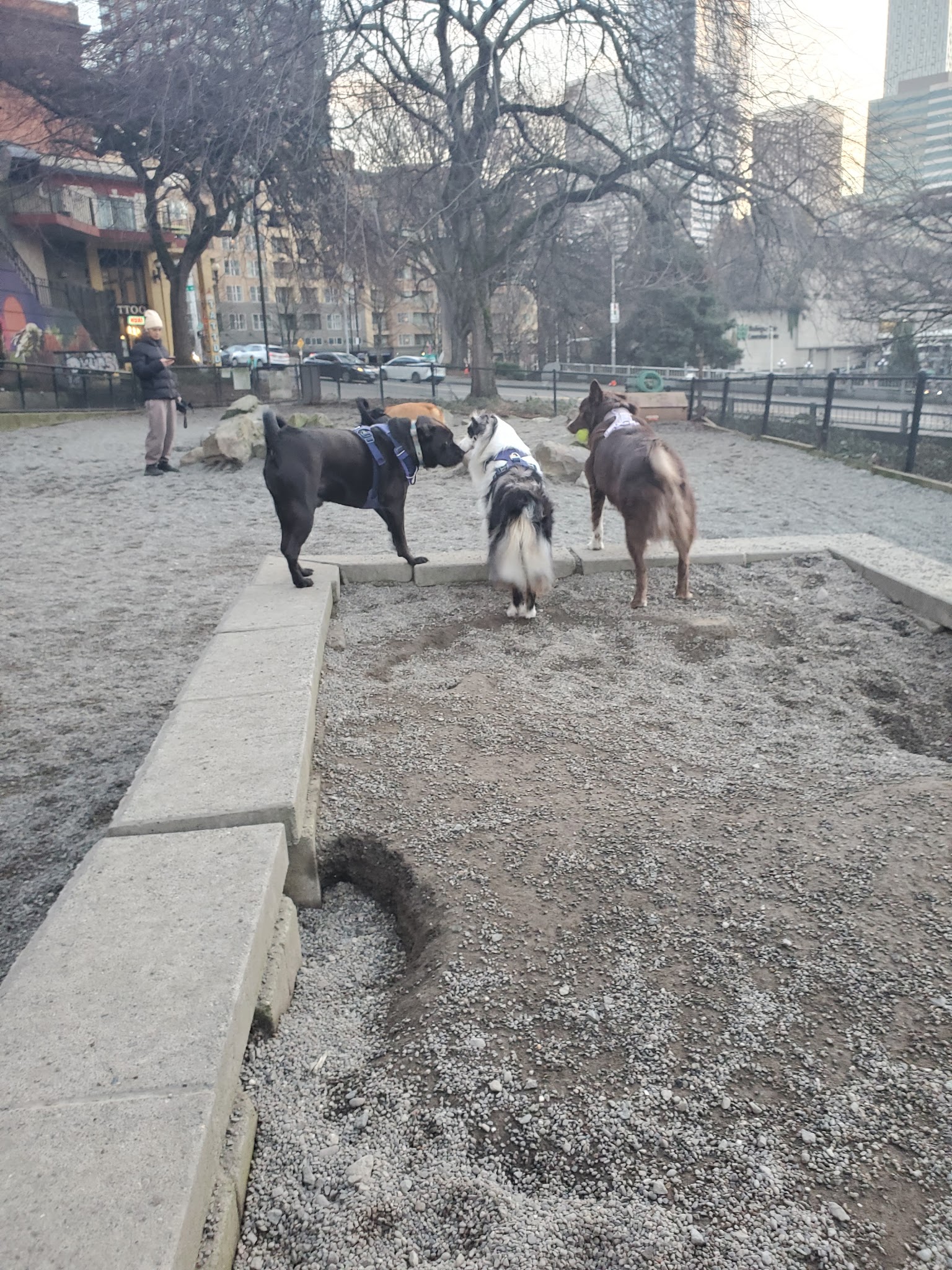 Plymouth Pillars Dog Park - Seattle, WA