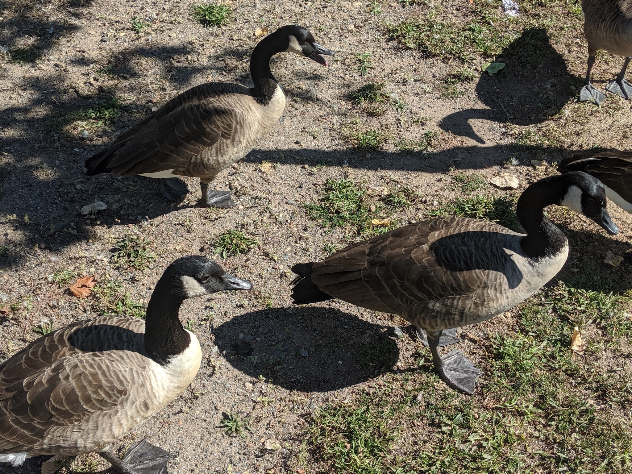 Duck Pond Park - Fishing Place - Secaucus, NJ