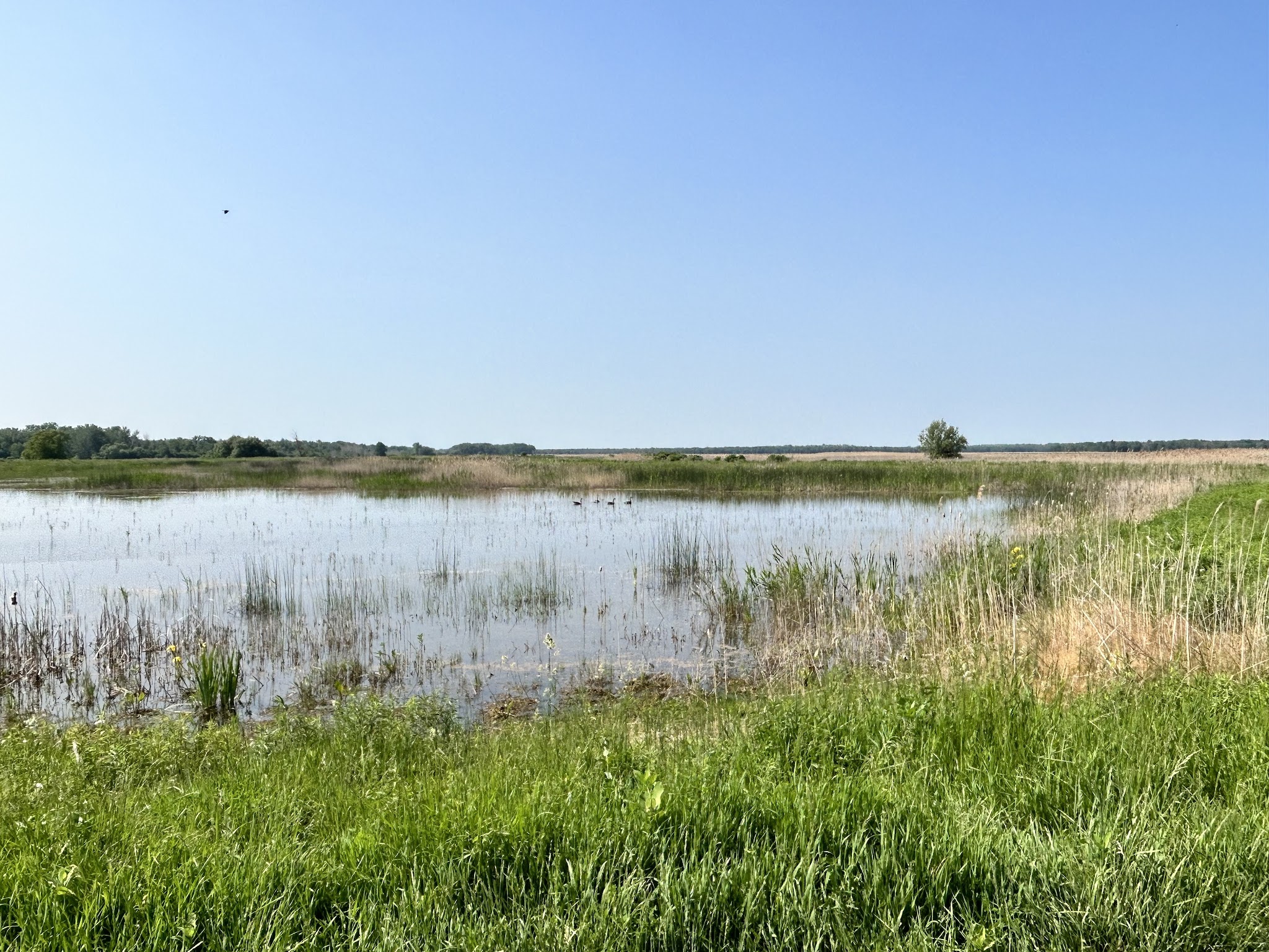 Montezuma National Wildlife Refuge - Seneca Falls, NY
