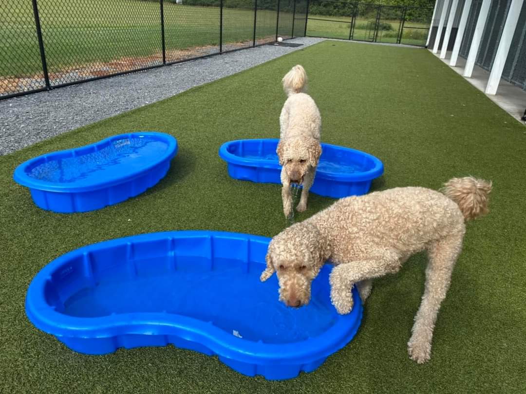 Phoebe's K9 Resort - Seneca Falls, NY